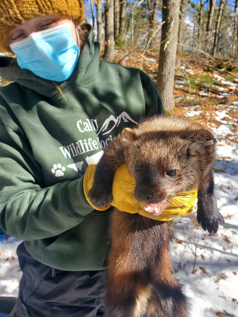 Researcher, Laken Ganoe, carefully holding an anesthetized female fisher (looks like a small, fuzzy otter).